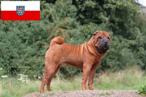 Read more about the article Shar-Pei crescători și căței în Thuringia