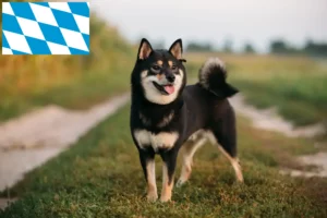 Read more about the article Shiba crescători și căței în Bavaria