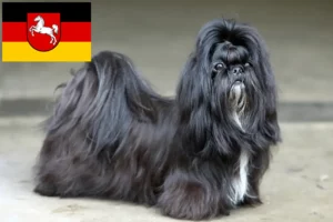 Read more about the article Shih Tzu crescători și căței în Saxonia Inferioară