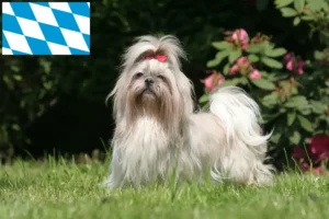 Read more about the article Shih Tzu crescători și căței în Bavaria