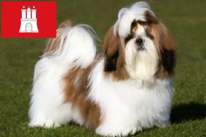 Read more about the article Shih Tzu crescători și căței în Hamburg