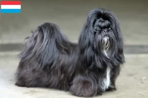 Read more about the article Shih Tzu crescători și căței în Luxembourg