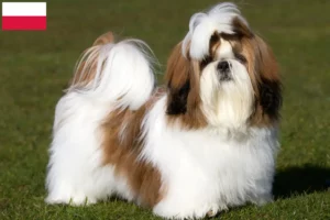 Read more about the article Shih Tzu crescători și căței în Polonia