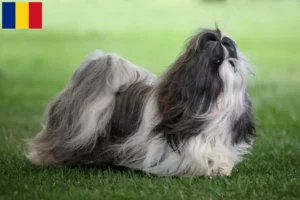 Read more about the article Crescători de Shih Tzu și căței în România