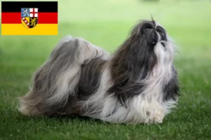 Read more about the article Shih Tzu crescători și căței în Saarland