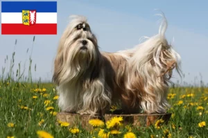 Read more about the article Shih Tzu crescători și căței în Schleswig-Holstein