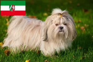 Read more about the article Shih Tzu crescători și căței în Renania de Nord-Westfalia