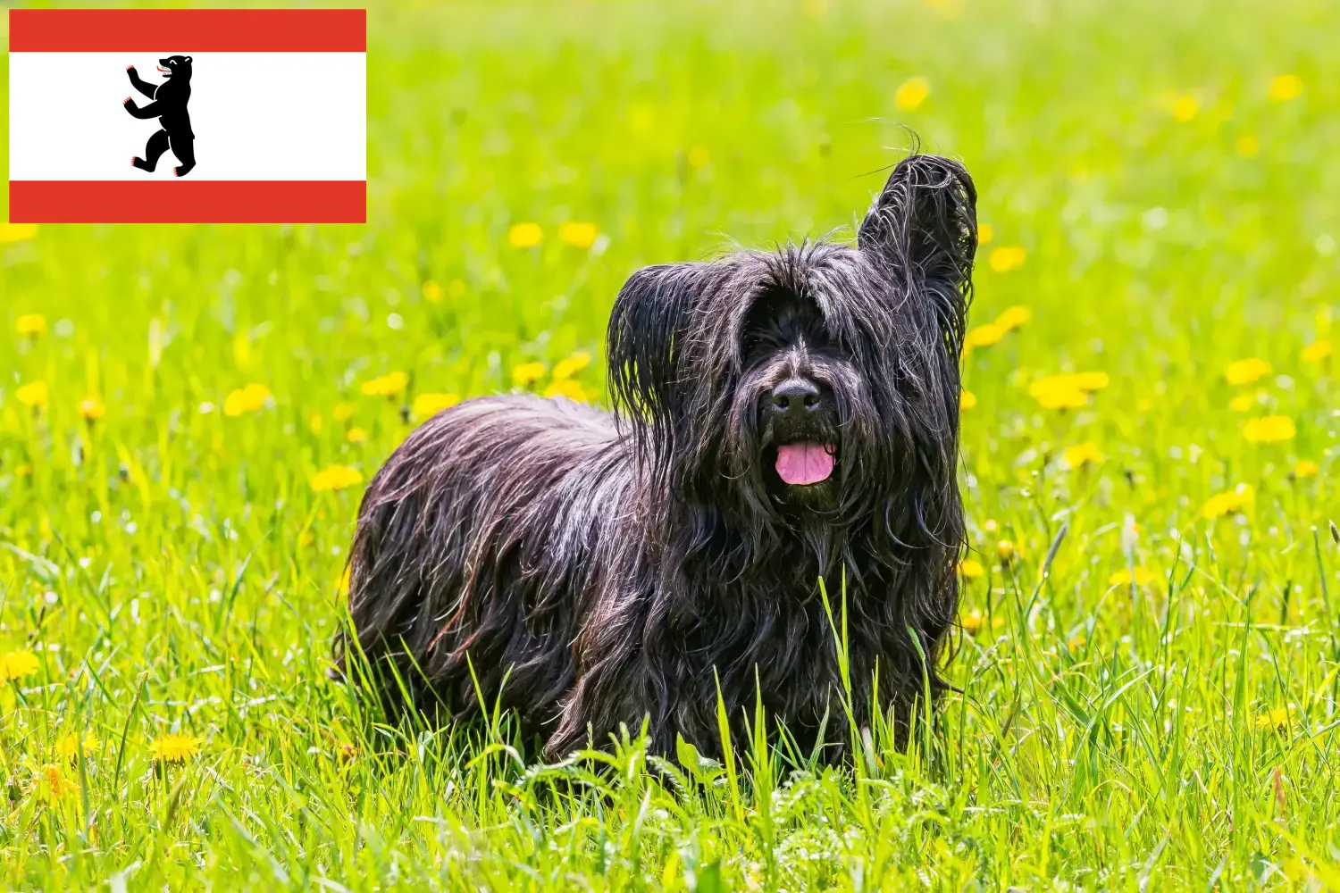 Read more about the article Skye Terrier crescători și căței în Berlin