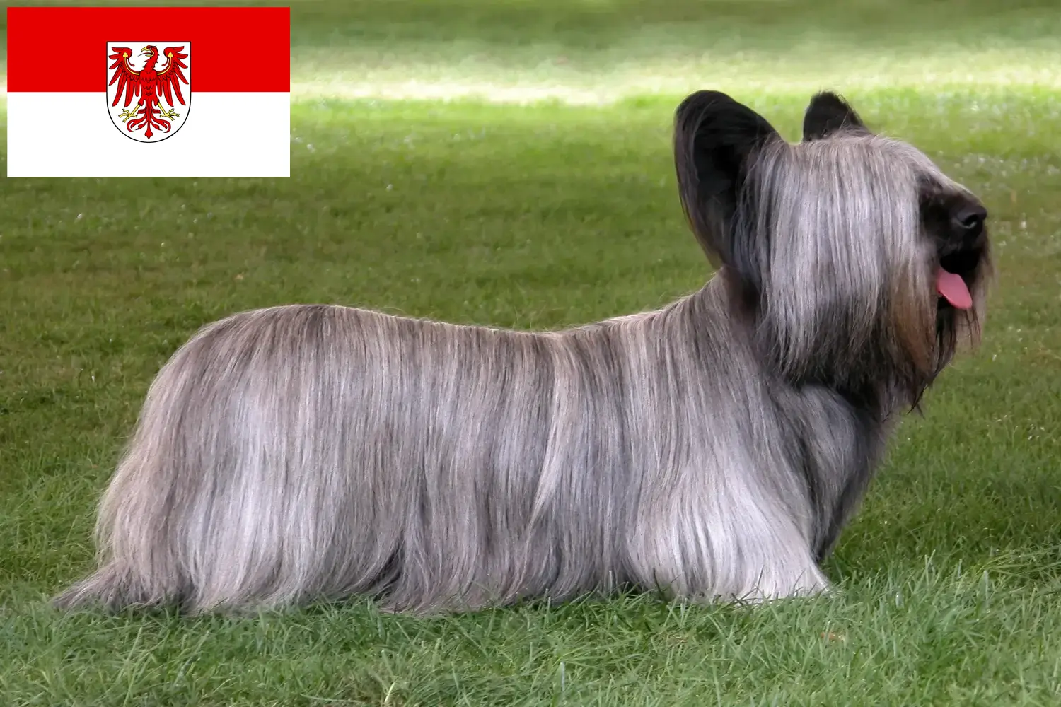 Read more about the article Skye Terrier crescători și căței în Brandenburg