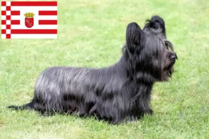 Read more about the article Skye Terrier crescători și căței în Bremen