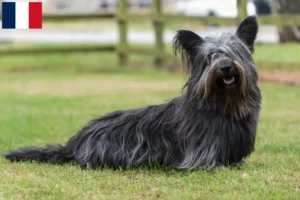 Read more about the article Skye Terrier crescători și căței în Franța