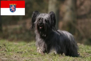 Read more about the article Skye Terrier crescători și căței în Hessen