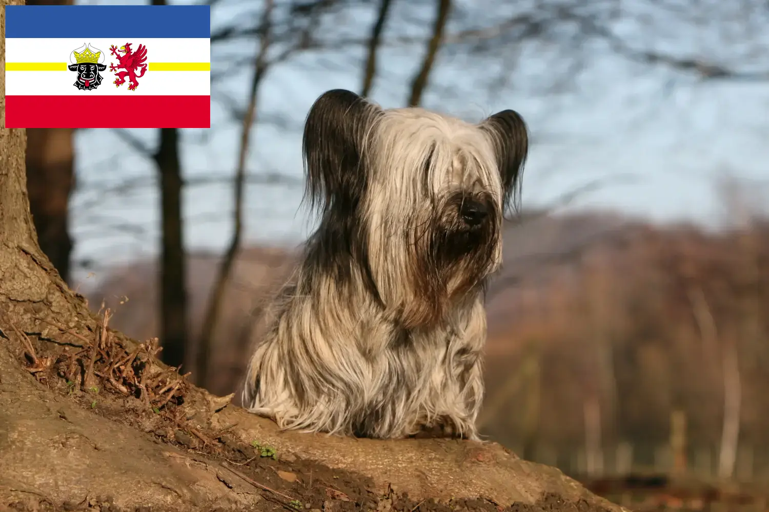 Read more about the article Skye Terrier crescători și căței în Mecklenburg-Vorpommern