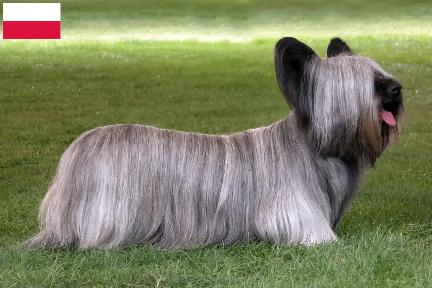 Read more about the article Skye Terrier crescători și căței în Polonia