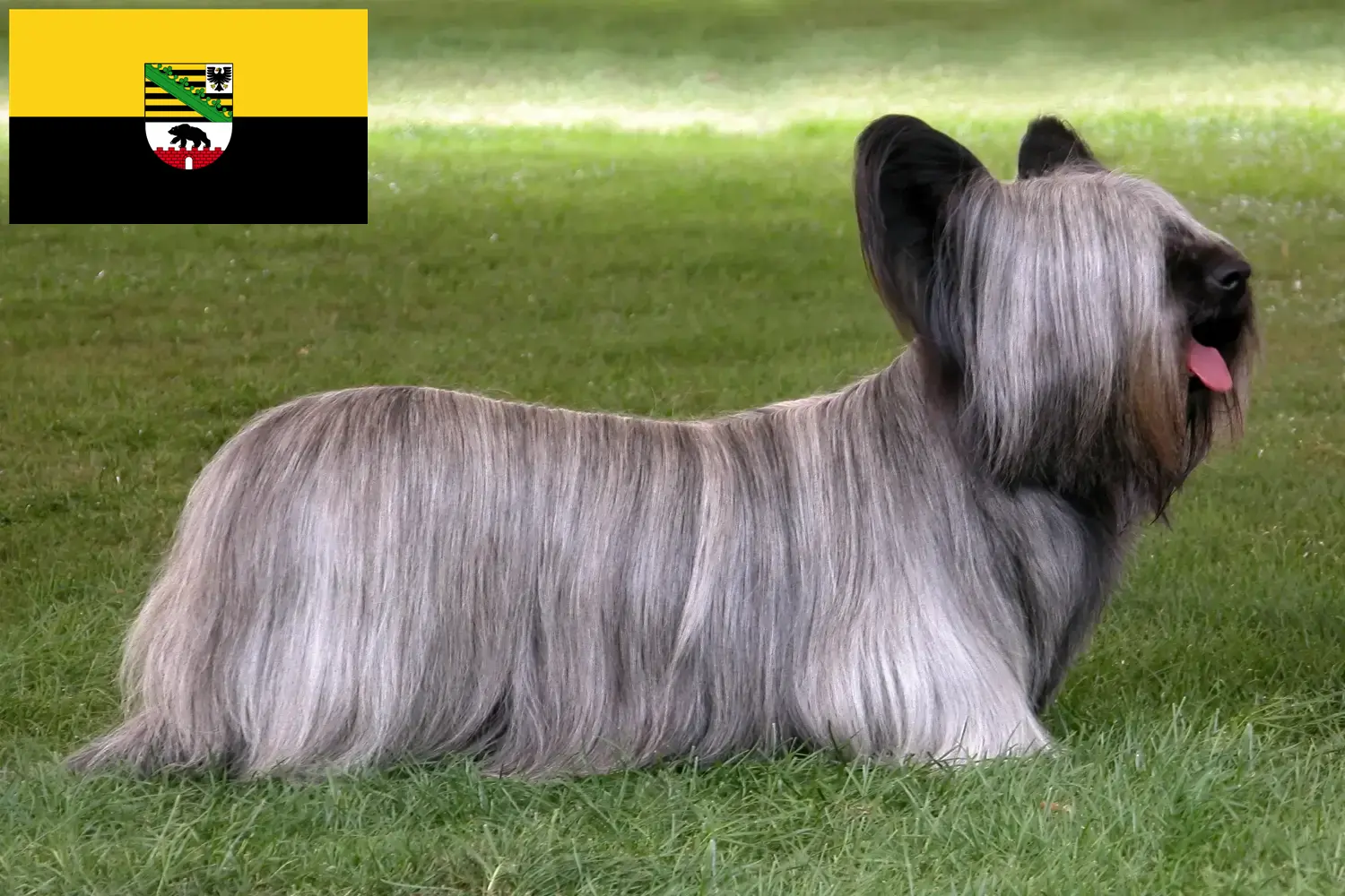 Read more about the article Skye Terrier crescători și căței în Saxonia-Anhalt