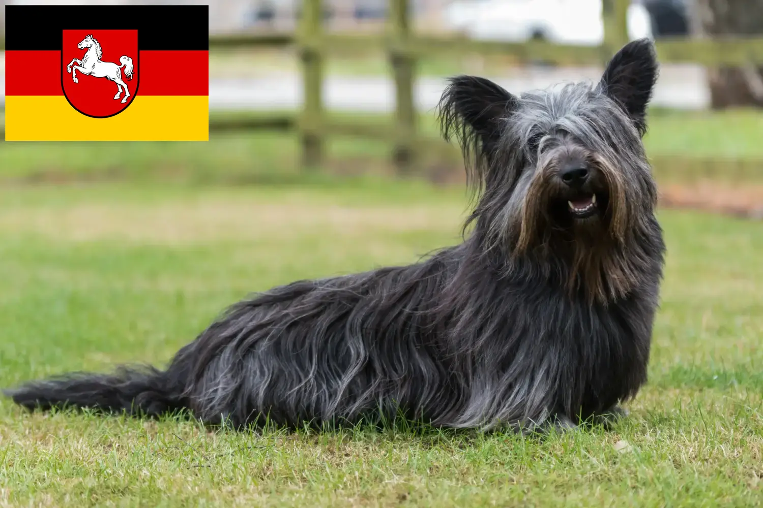 Read more about the article Skye Terrier crescători și căței în Saxonia Inferioară