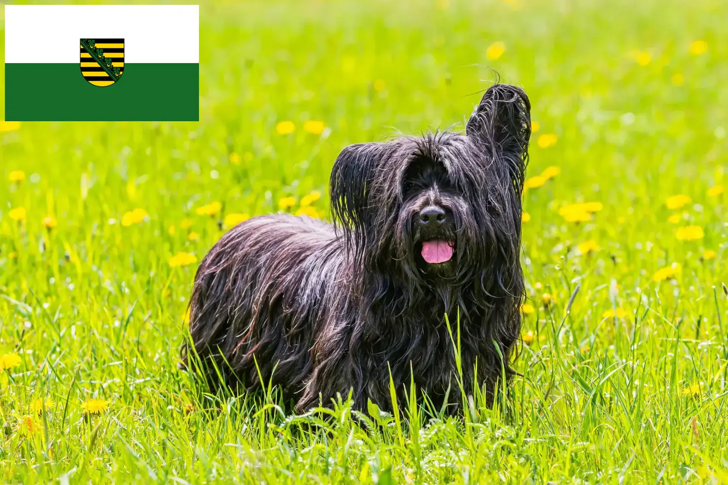 Read more about the article Skye Terrier crescători și căței în Saxonia