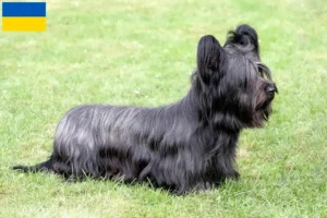 Read more about the article Skye Terrier crescători și căței în Ucraina