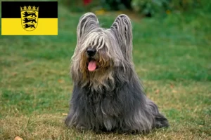 Read more about the article Skye Terrier crescători și căței în Baden-Württemberg