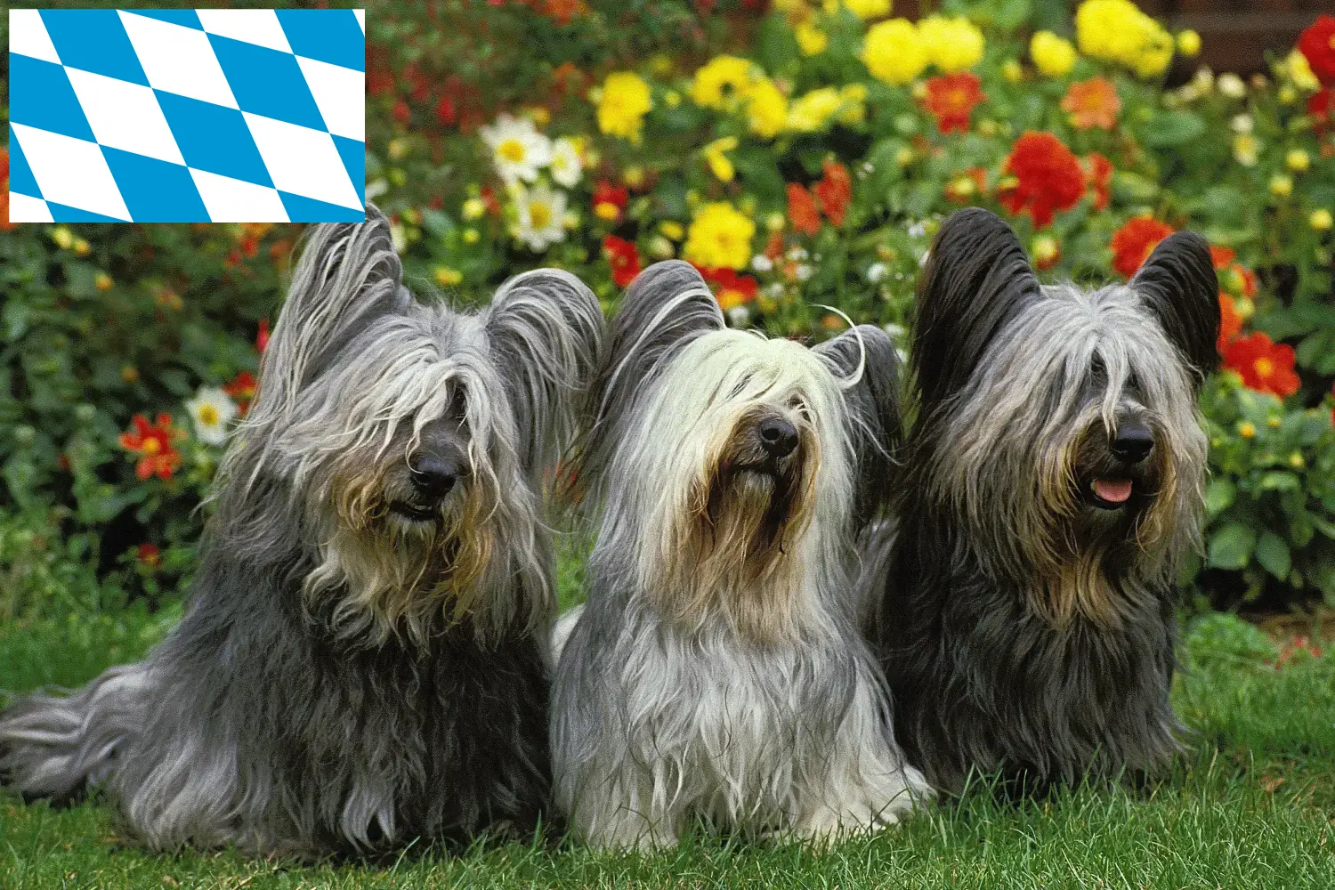 Read more about the article Skye Terrier crescători și căței în Bavaria