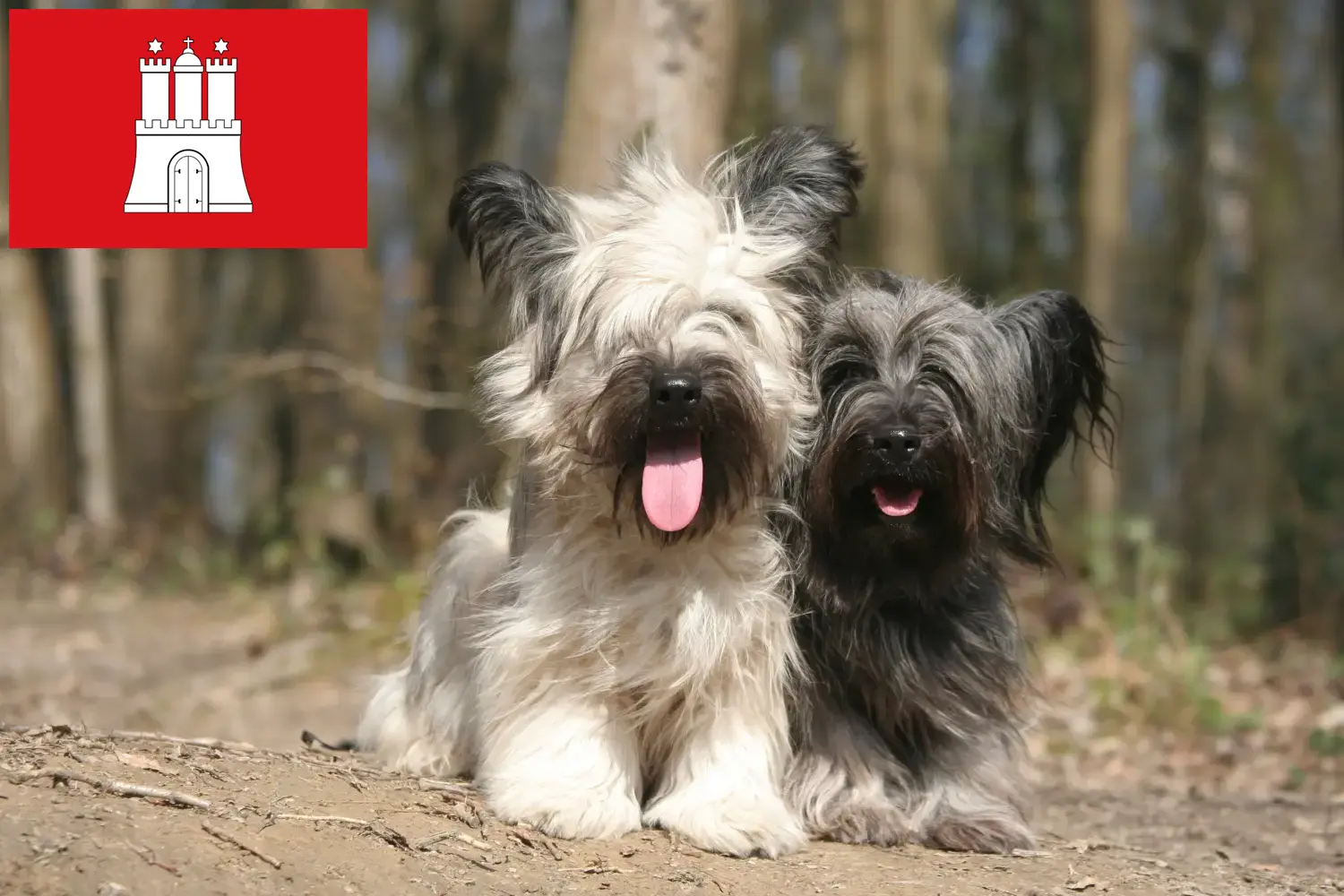 Read more about the article Skye Terrier crescători și căței în Hamburg