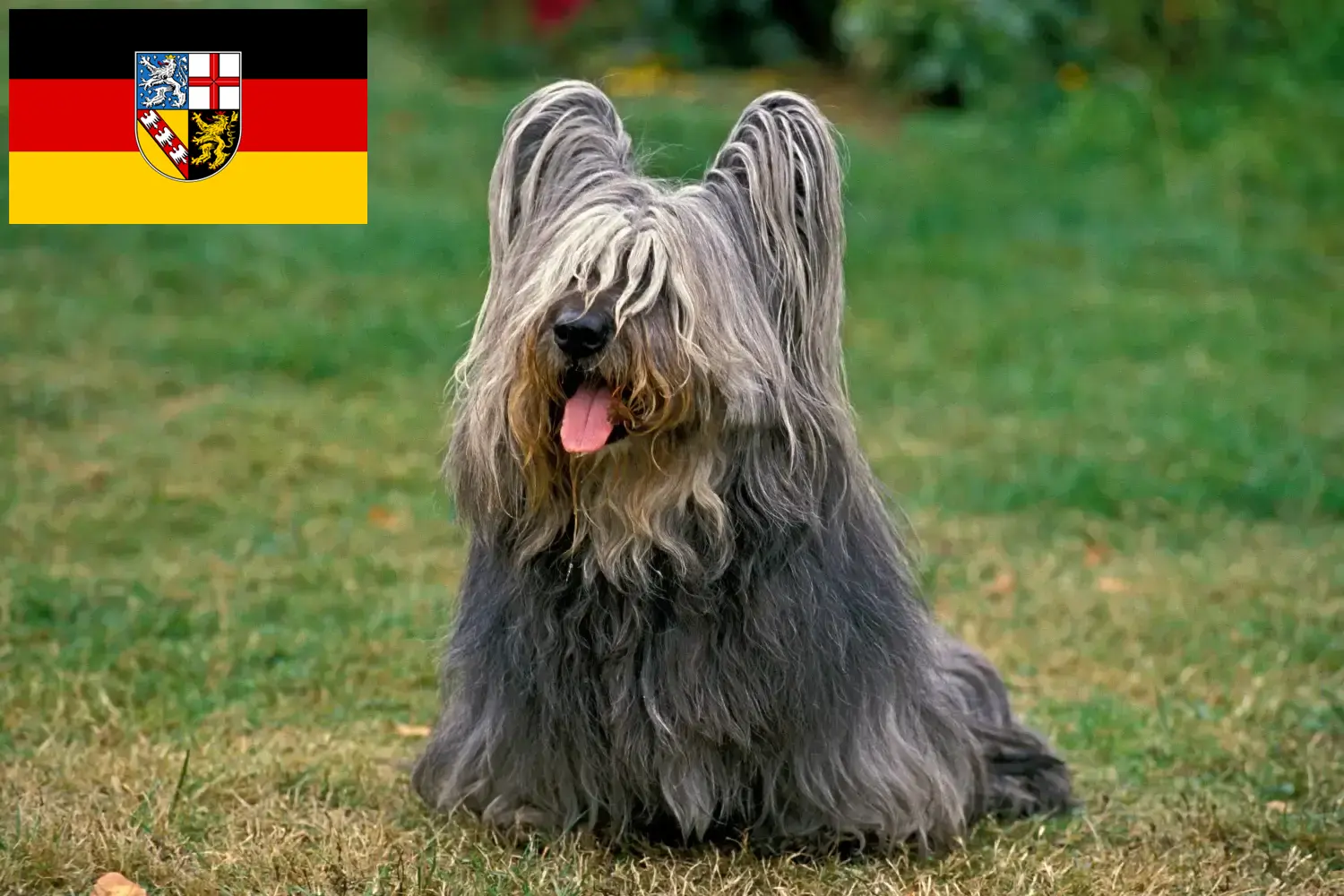 Read more about the article Skye Terrier crescători și căței în Saarland