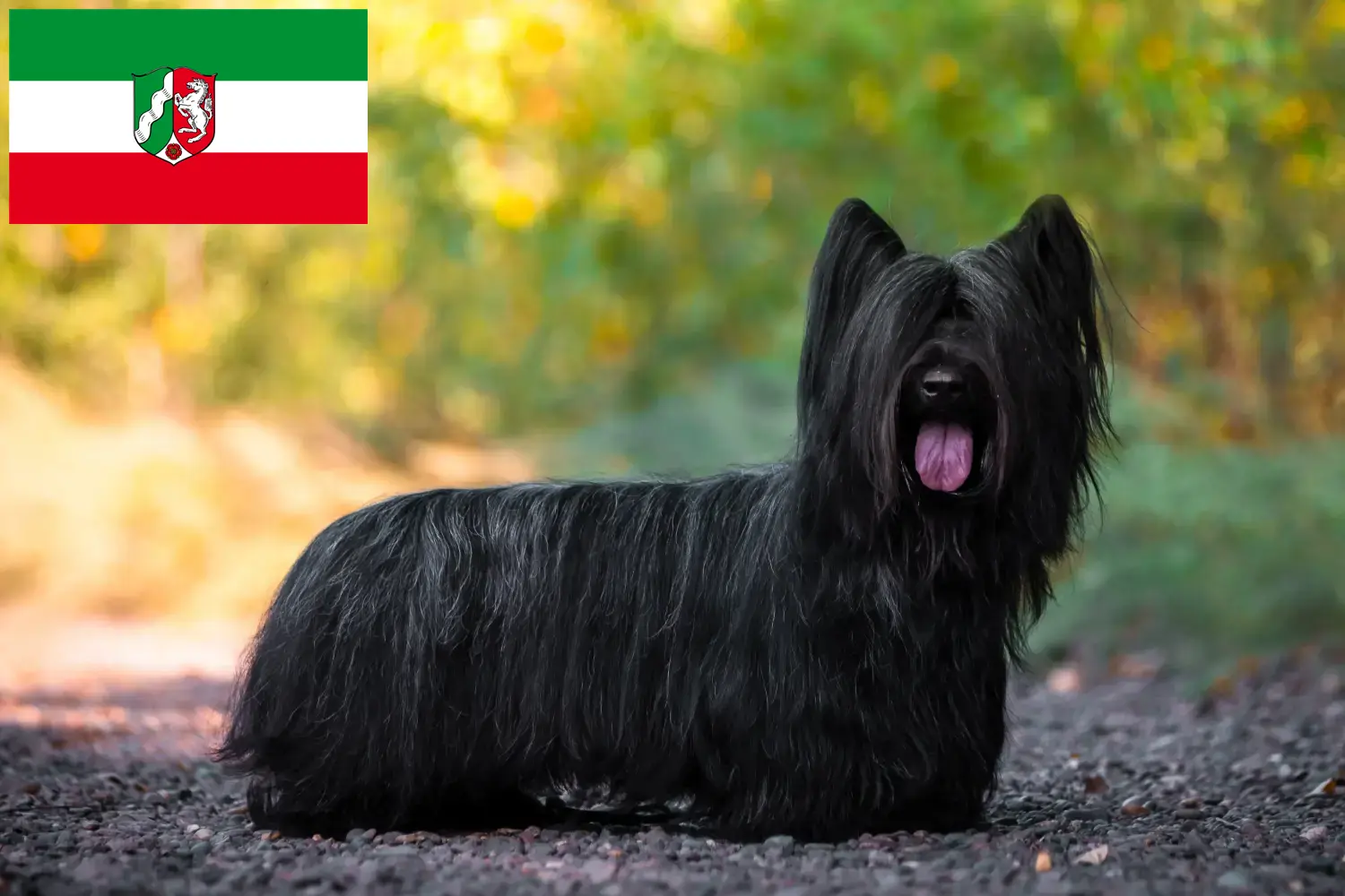 Read more about the article Skye Terrier crescători și căței în Renania de Nord-Westfalia