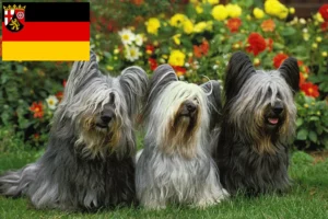 Read more about the article Skye Terrier crescători și căței în Renania-Palatinat