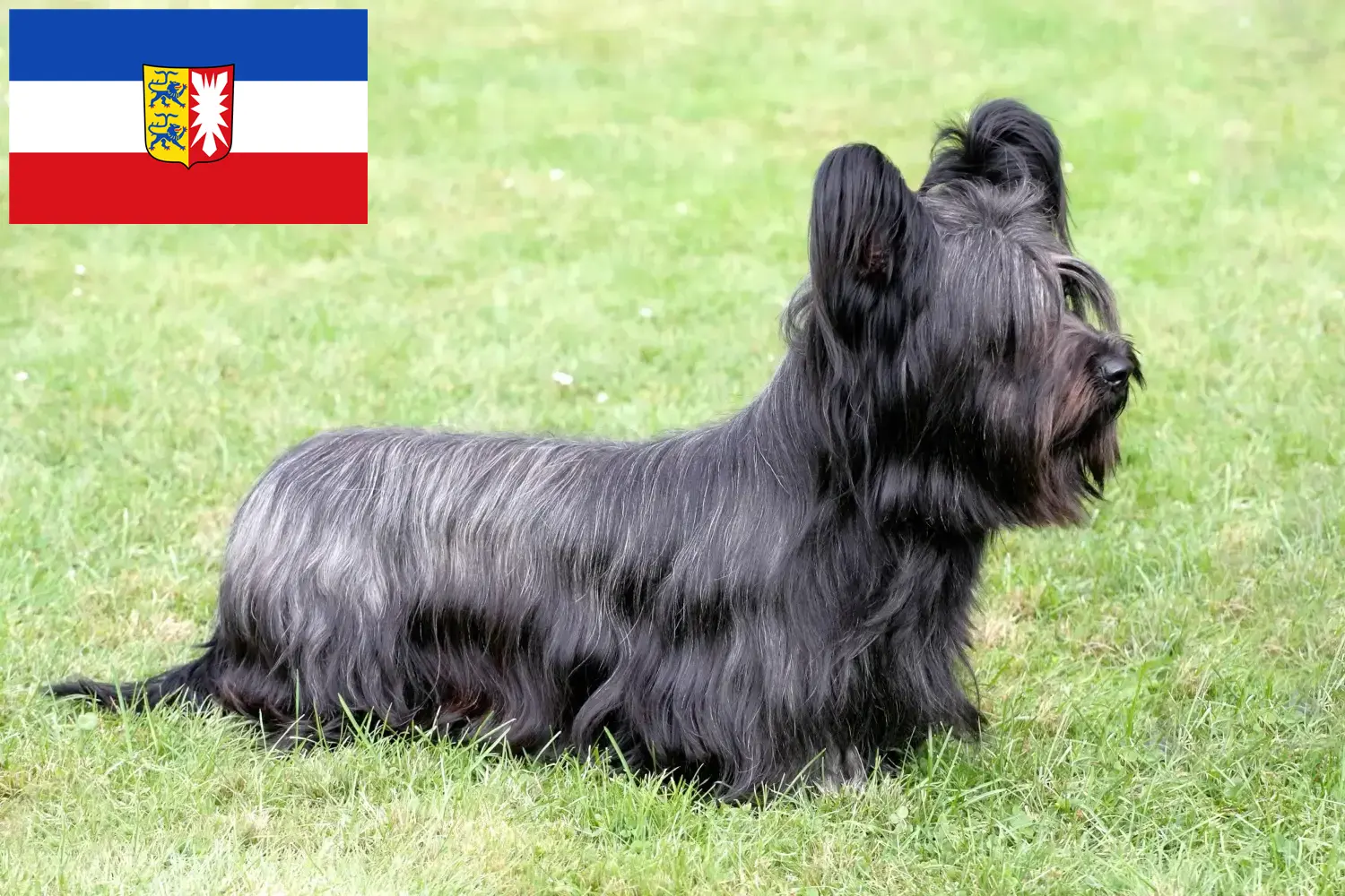 Read more about the article Skye Terrier crescători și căței în Schleswig-Holstein