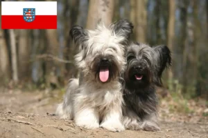 Read more about the article Skye Terrier crescători și căței în Turingia