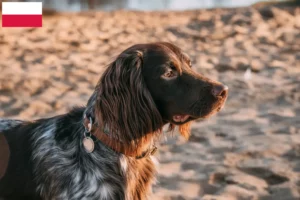 Read more about the article Polish Hunting Spaniel crescător și căței în Polonia