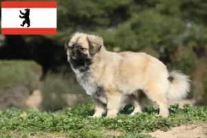 Read more about the article Tibetan Spaniel crescător și căței în Berlin