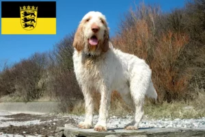 Read more about the article Spinone Italiano crescători și căței în Baden-Württemberg