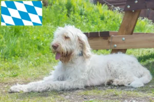 Read more about the article Spinone Italiano crescători și căței în Bavaria