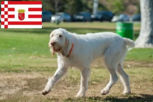 Read more about the article Spinone Italiano crescători și căței în Bremen