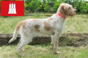 Read more about the article Spinone Italiano crescători și căței în Hamburg