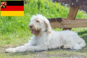 Read more about the article Spinone Italiano crescători și căței în Renania-Palatinat