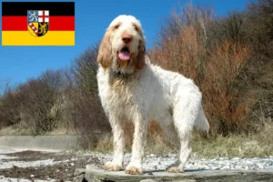 Read more about the article Spinone Italiano crescători și căței în Saarland