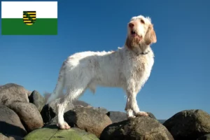 Read more about the article Spinone Italiano crescători și căței în Saxonia