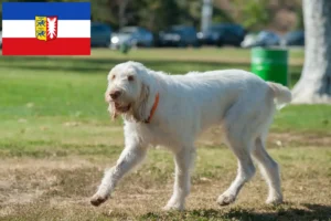 Read more about the article Spinone Italiano crescători și căței în Schleswig-Holstein