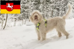 Read more about the article Spinone Italiano crescători și căței în Saxonia Inferioară