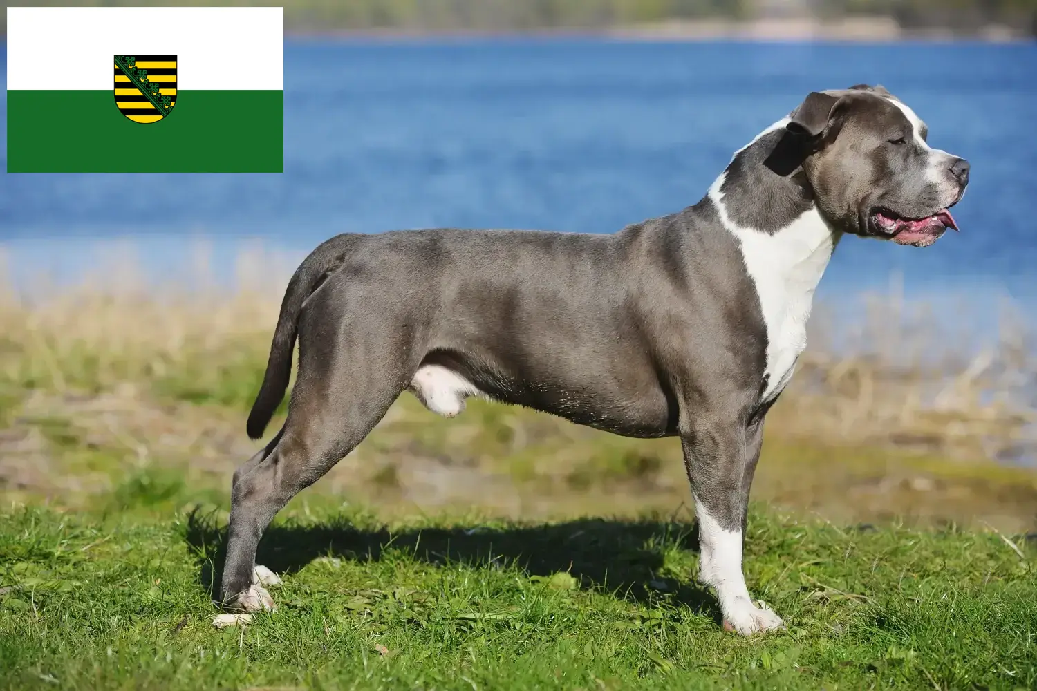 Read more about the article Staffordshire Bull Terrier crescători și căței în Saxonia