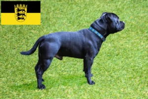 Read more about the article Staffordshire Bull Terrier crescători și căței în Baden-Württemberg