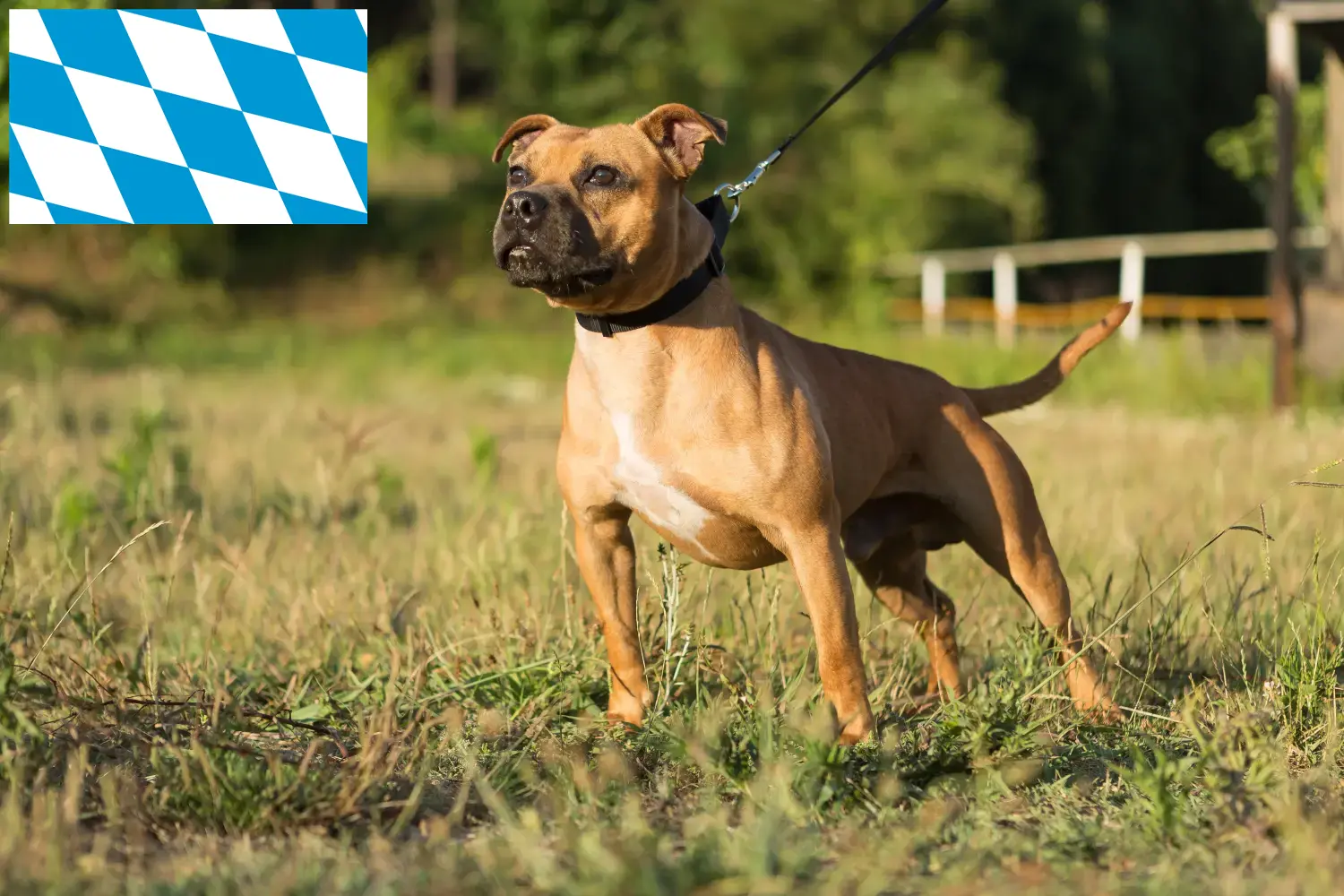 Read more about the article Staffordshire Bull Terrier crescători și căței în Bavaria