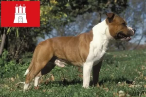 Read more about the article Staffordshire Bull Terrier crescători și căței în Hamburg