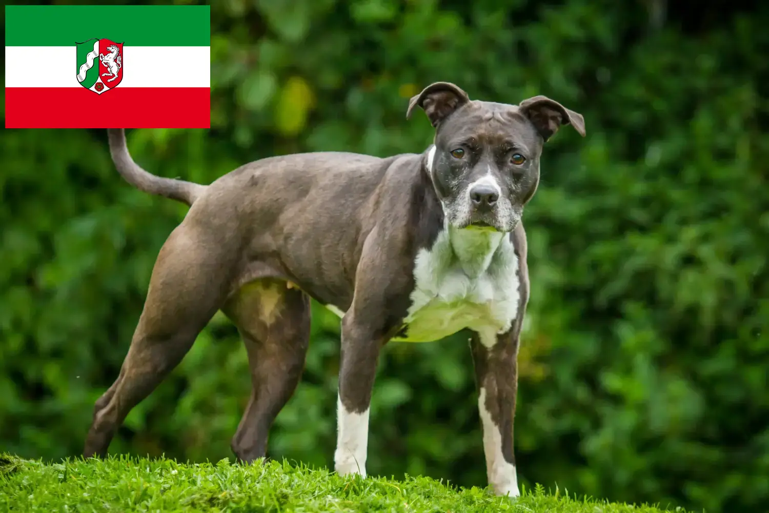 Read more about the article Staffordshire Bull Terrier crescători și căței în Renania de Nord-Westfalia