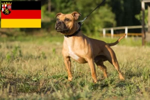 Read more about the article Staffordshire Bull Terrier crescători și căței în Renania-Palatinat