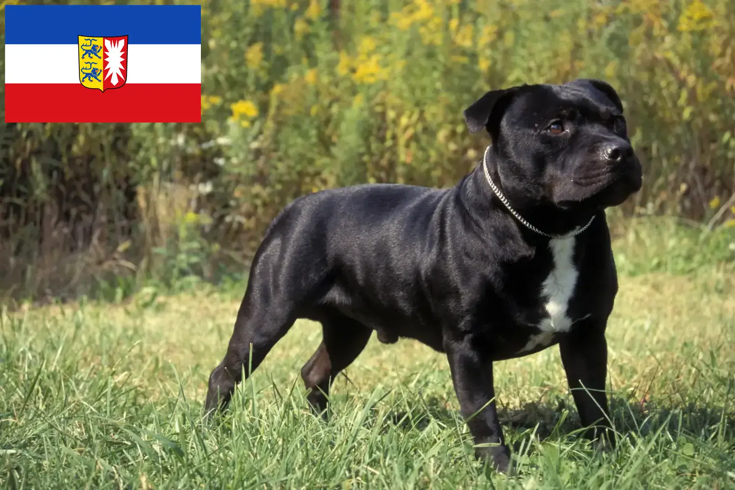 Read more about the article Staffordshire Bull Terrier crescători și căței în Schleswig-Holstein