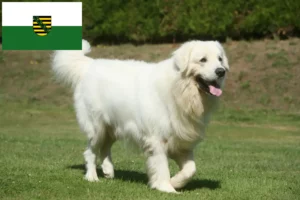 Read more about the article Tatra Sheepdog crescători și căței în Saxonia