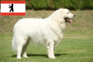 Read more about the article Tatra Sheepdog crescători și căței în Berlin